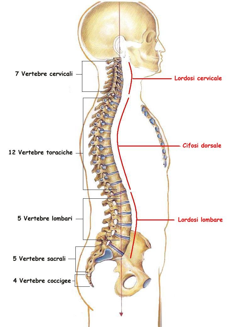 imagine cu colonna vertebrale